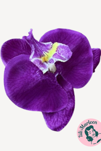 Stor Orkide, lilla med gul touch - Hårclips med Krokodillespænde 